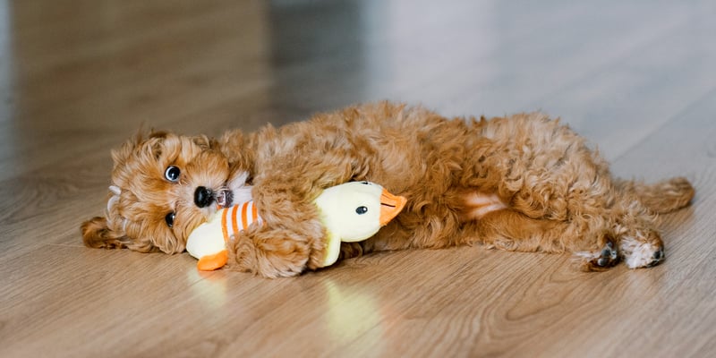 Maltipoo playing with a toy on laminate flooring.