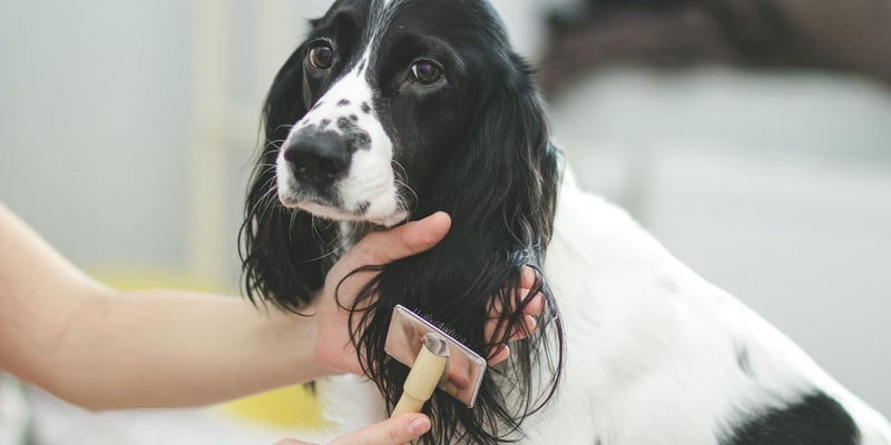 Black and white Cocker Spaniel having ear brushed
