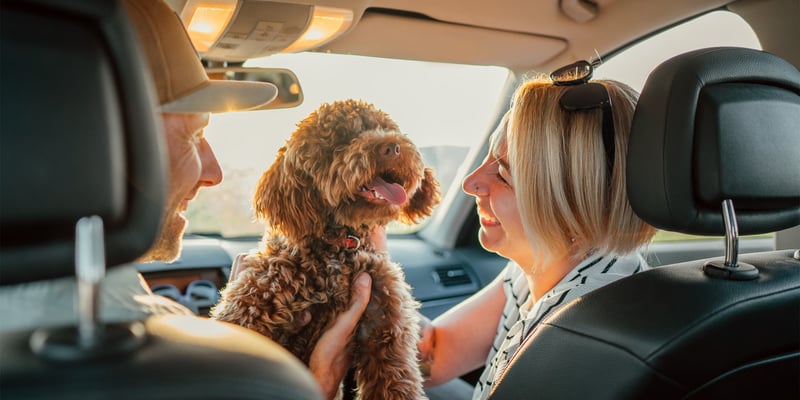 A woman sitting in a passenger car seat smiling at a Maltipoo.