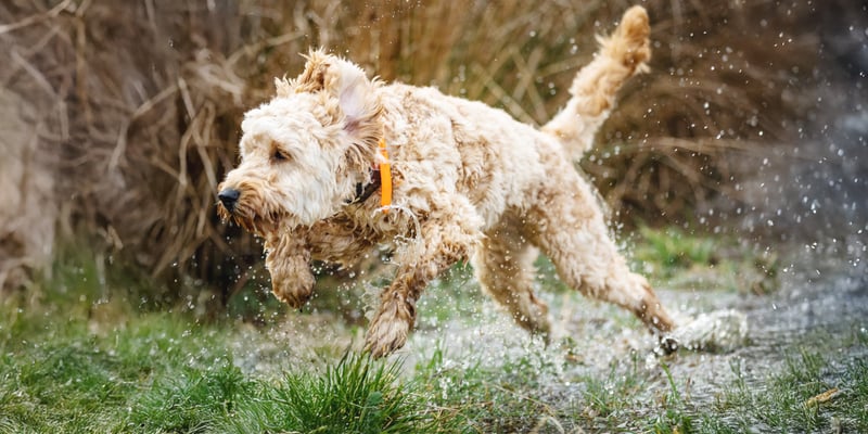 A labradoodle running through a puddle.