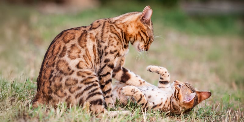 Two Bengal cats playing on the grass