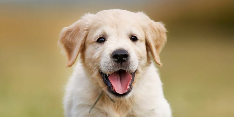 A close up image of a Golden Retriever puppy.