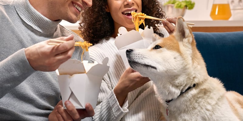 dog looking at owners eating noodles