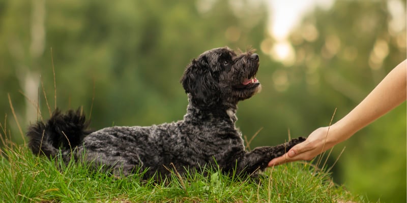 Black maltipoo giving paw to owner outside
