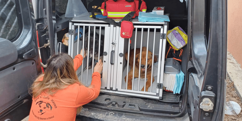 A member of Sava's Safe Haven comforting two dogs in the back of the pet ambulance.