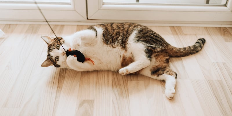 a cat laying on the floor playing with a toy on a string.