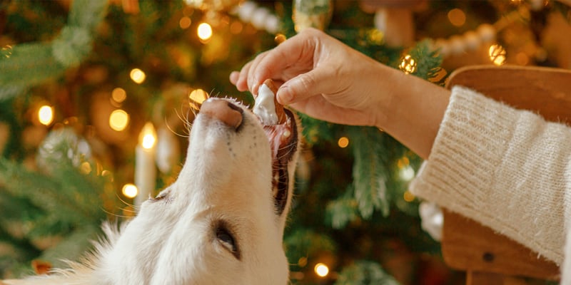 A dog being fed a treat by a christmas tree.