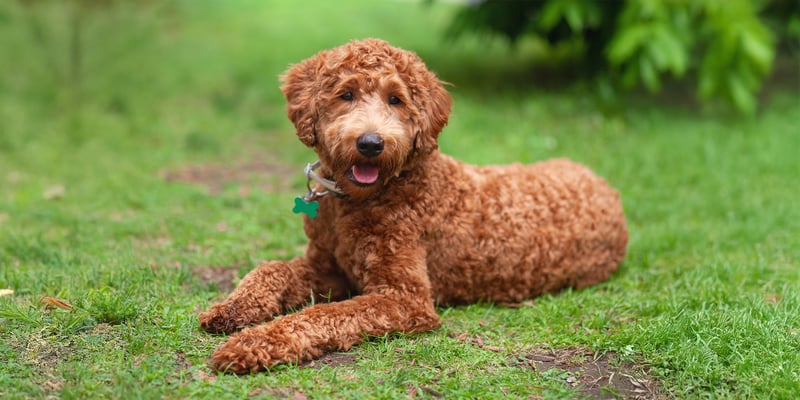Cute brown labradoodle lying down on the grass. Portrait of a chocolate curly hair labradoodle dog outside, looking at the camera.