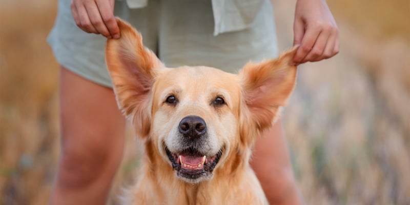 A golden retriever with his ears being held up.