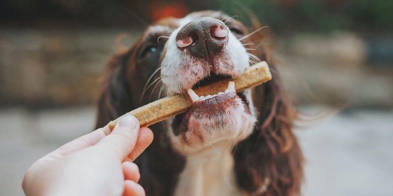 A dog being given a treat