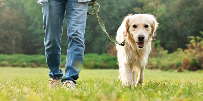 A golden retriever dog walking on a lead.