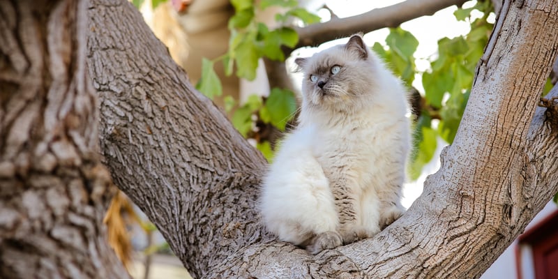 himalayan cat sitting in tree