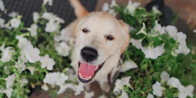 A close up of a labrador in flowers.