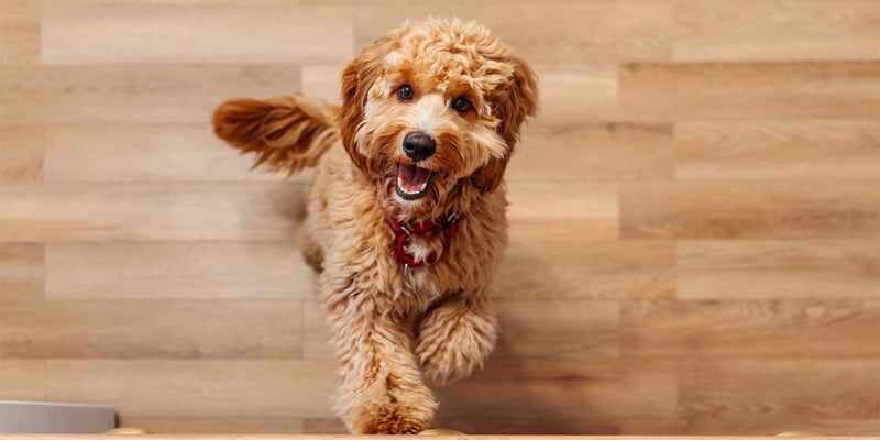 A brown Labradoodle sitting on wooden flooring.
