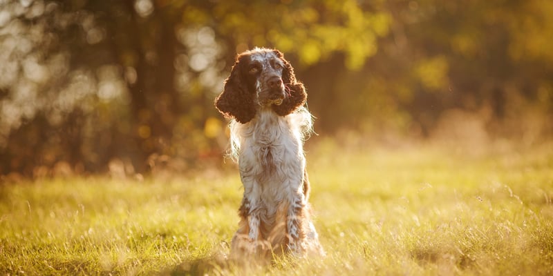 A springer stood in a field during a sunny day.