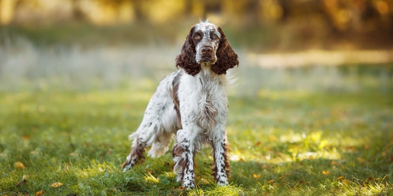 A liver and white springer spaniel standing on grass.