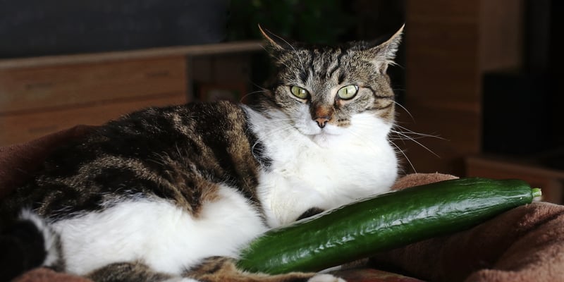 A cat laying next to a cucumber.