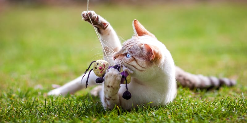 A Bengal playing with a toy on grass.