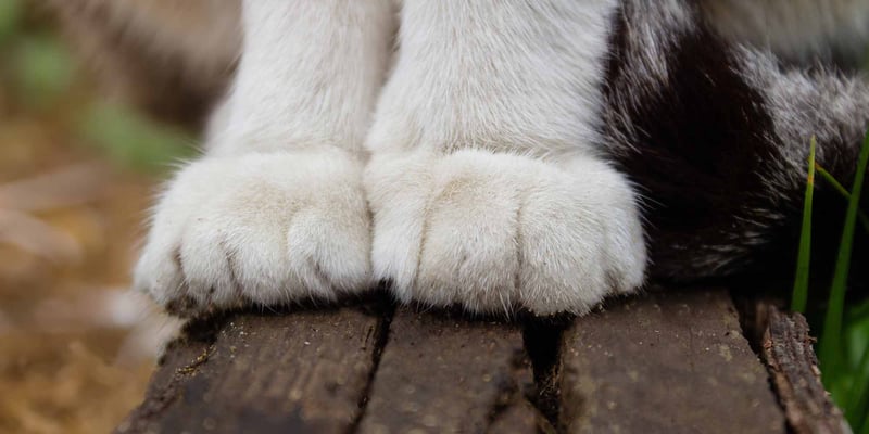 Closeup of cat paws