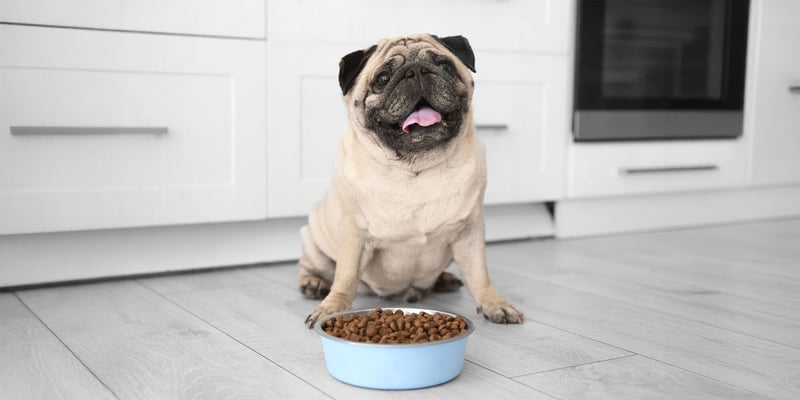 a pug sitting by his food bowl