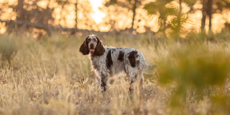 A springer spaniel stood in a field.
