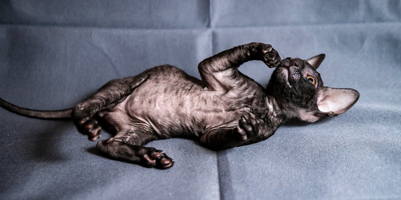A Cornish Rex laying down on a blue cloth.