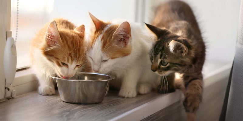 3 cats sharing a bowl of food