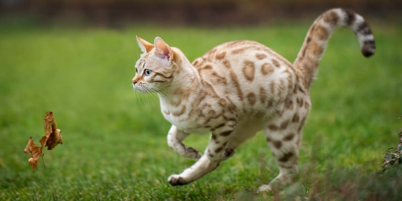 a bengal cat chasing a leaf outdoors