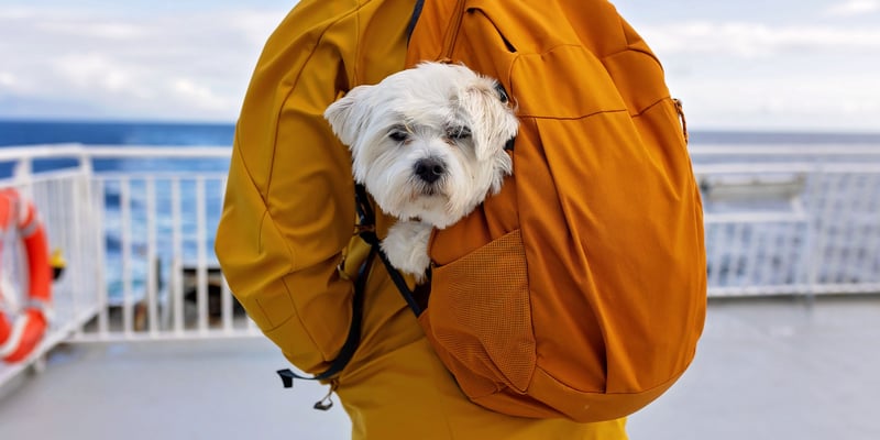 A white dog in a yellow backpack on a ship.