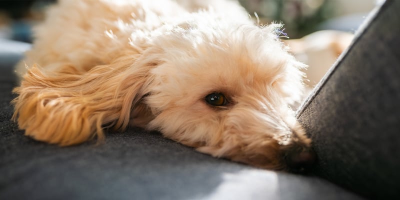 A white maltipoo snuggling into the couch.