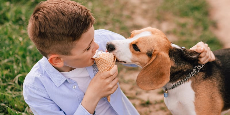 A beagle sharing an ice cream with a young boy.