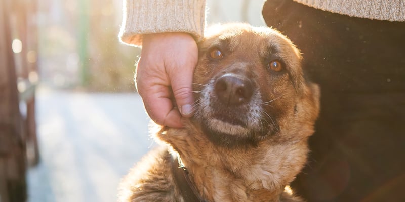 a hand resting against a dogs face