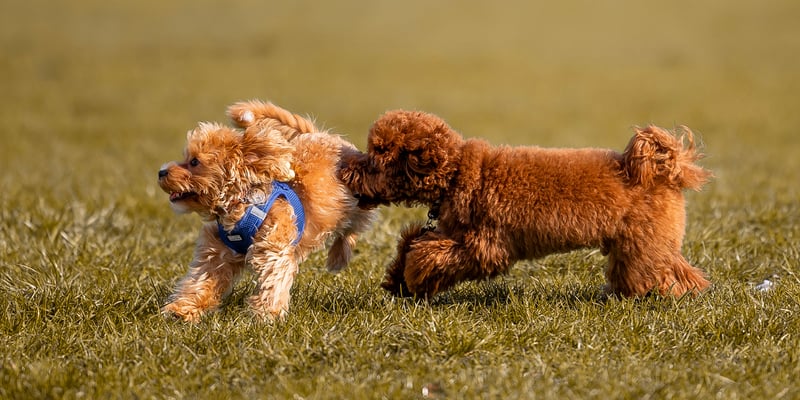 two maltipoos chasing each other