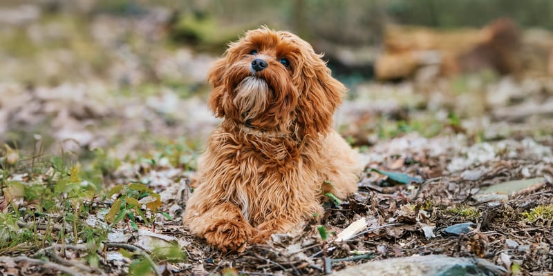 A ginger curly dog sitting in the woods.
