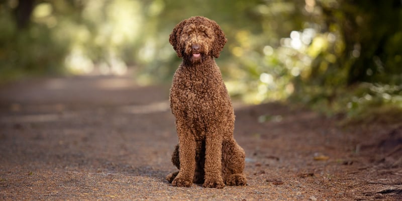 Portrait of brown labradoodle dog in forest.