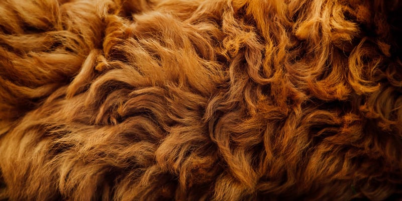 Closeup of dog fur