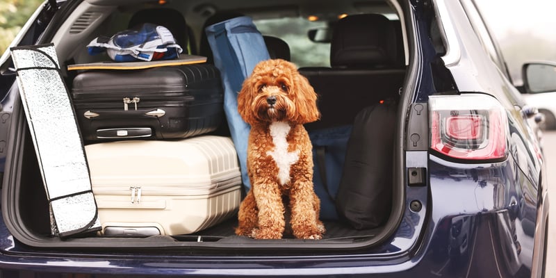 A Cavapoo sitting in a car boot.
