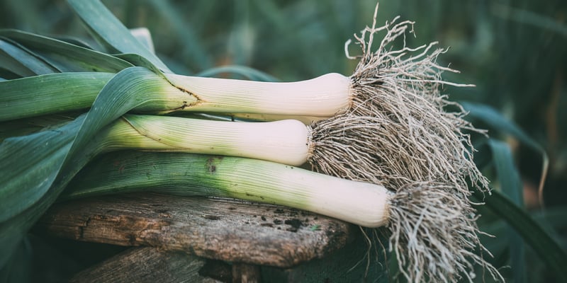 A close up of 3 leeks laying on a wooden log.