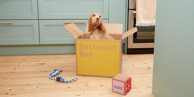 a spaniel puppy sat in a butternut box cardboard box in his kitchen