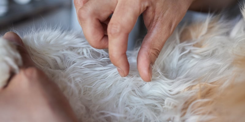 an owner looking closely at their pets skin tag