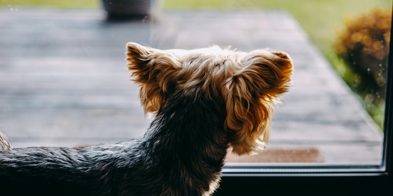 A yorkshire terrier looking out of a window.