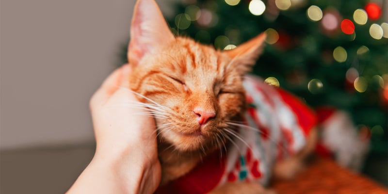 A ginger cat being stroked wearing a christmas jumper.