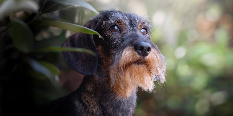 A black dachshund with a gingery coloured chin peaking out from a bush.