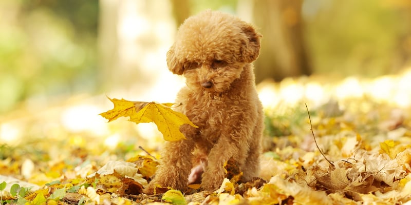 A puppy Maltipoo looking at a floating yellow leaf.