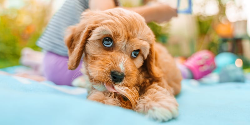 A puppy Cavapoo sitting outdoors on a blue mat.