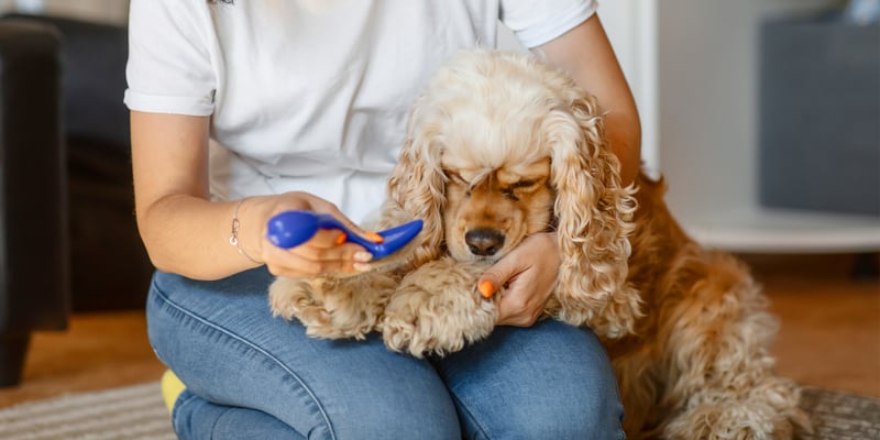 Golden show cocker spaniel being groomed by owner