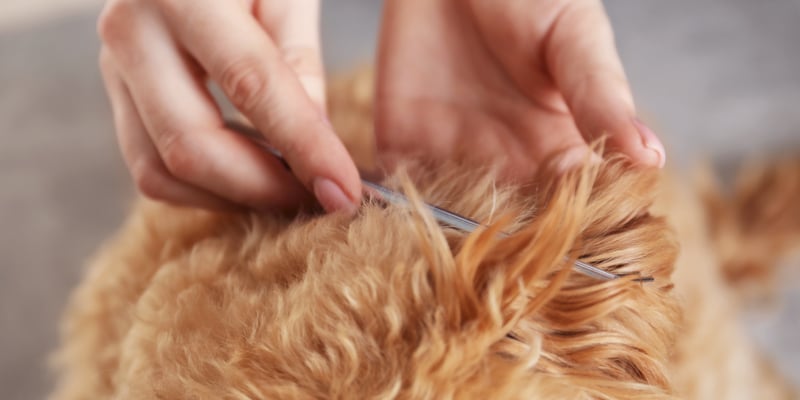A close up image of a Cavapoo having his ears brushed.