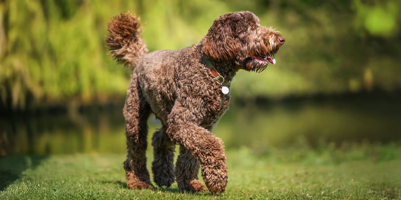 Chocolate brown Labradoodle walking outside