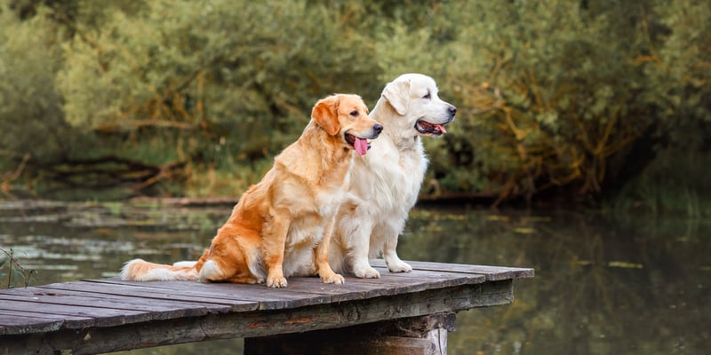 Two Golden Retrievers sitting on a dock.