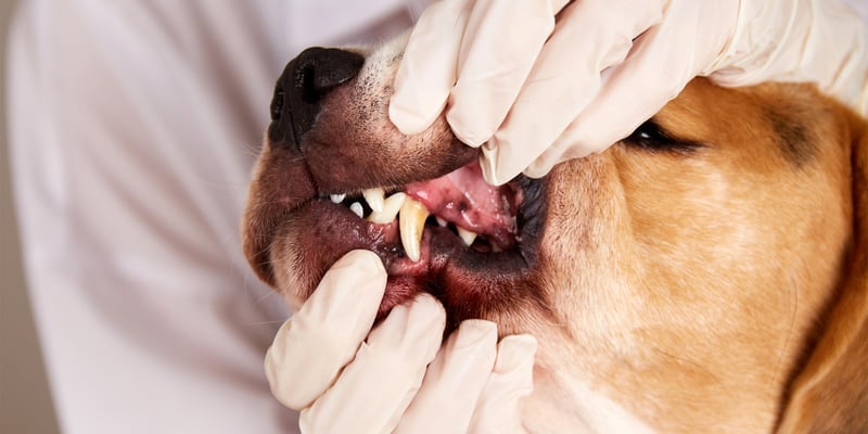 A close up of a vet keeping a dogs mouth open showing canine teeth.
